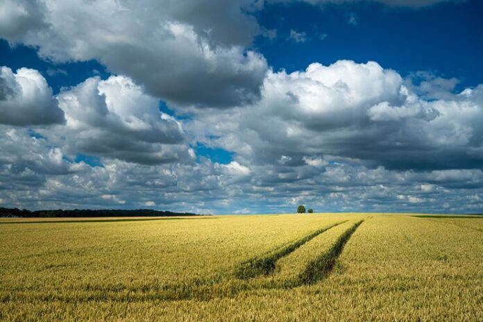 wheat-field-rural-area-cloudy-sky