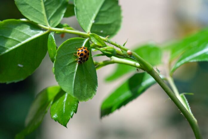 COMMON PESTS AND ERADICATION METHODS