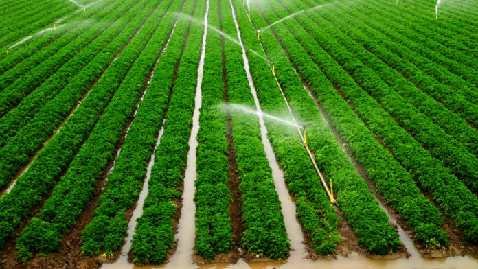 irrigation