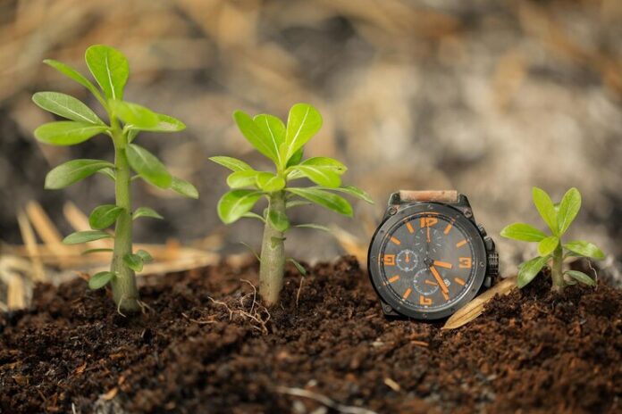 close-up-small-plants-growing-field