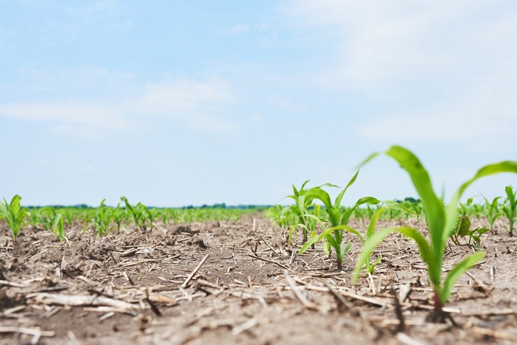 corn-field-young-corn-plants-growing-sun