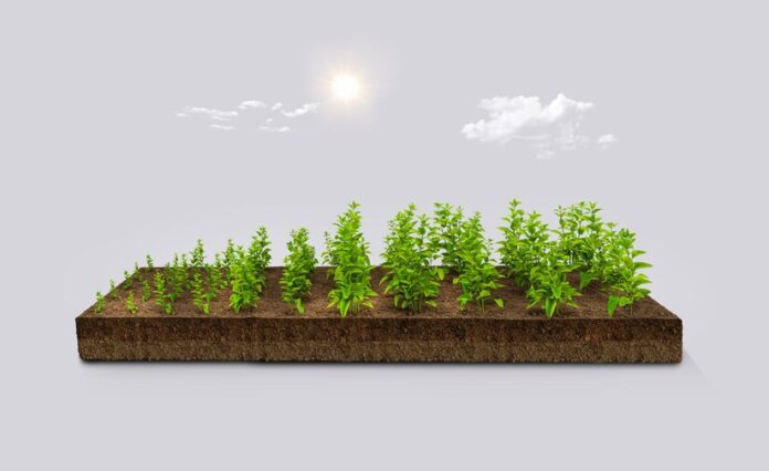 crop bed