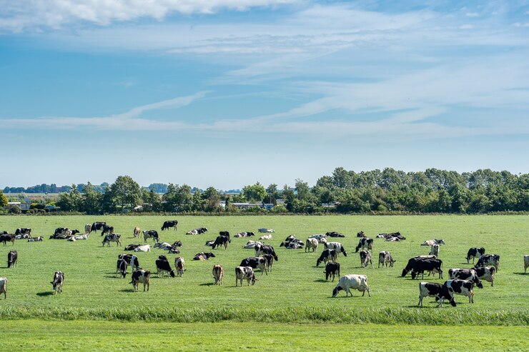 herd-cattle-grazing-fresh-meadow-blue-sky-with-cloud