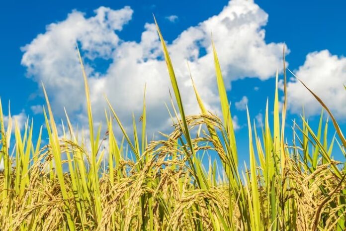 paddy-rice-field