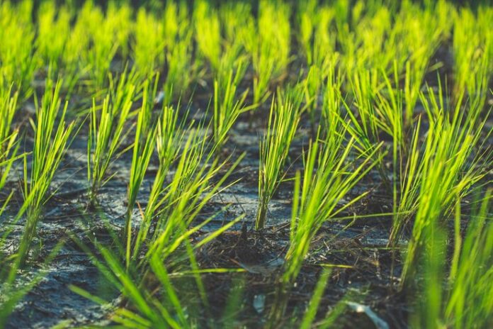 Understanding Paddy Cultivation