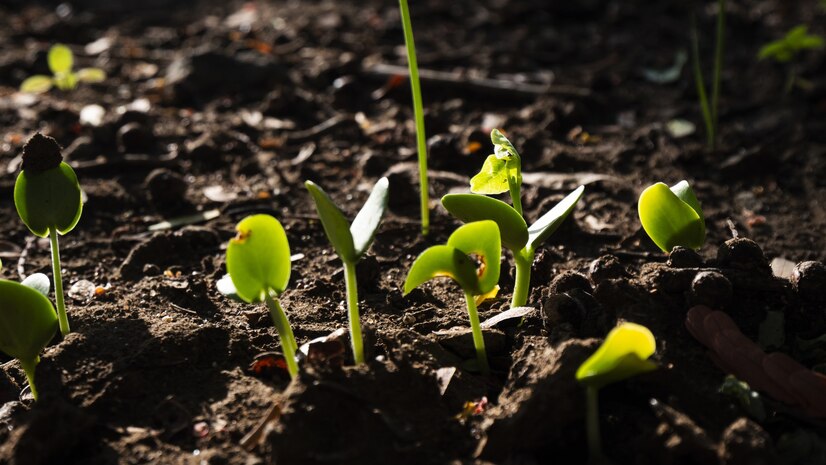 selective-focus-shot-group-green-sprouts-growing-out-from-soil