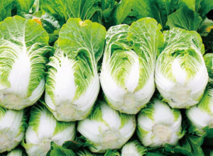 Napa Cabbage