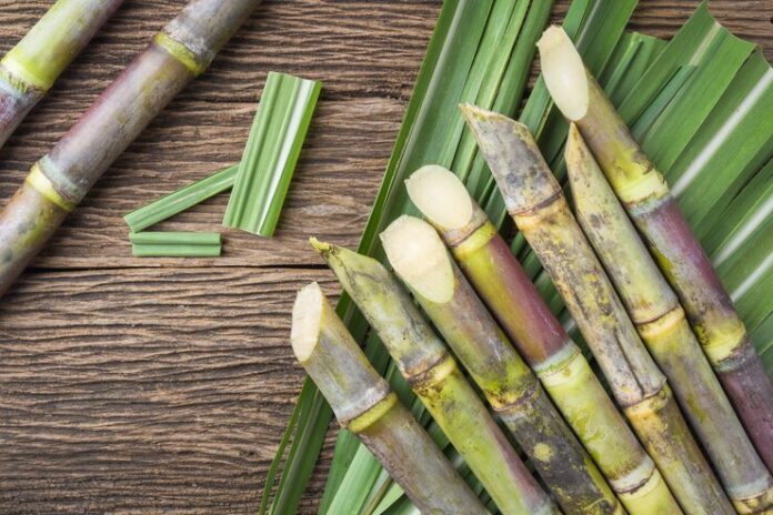 sugarcane