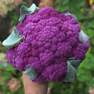 graffiti cauliflower