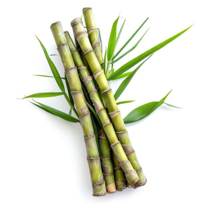 sugarcane